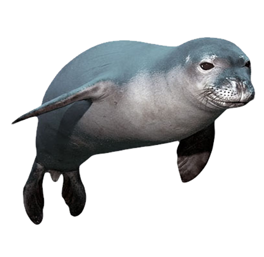 Grey-Seal